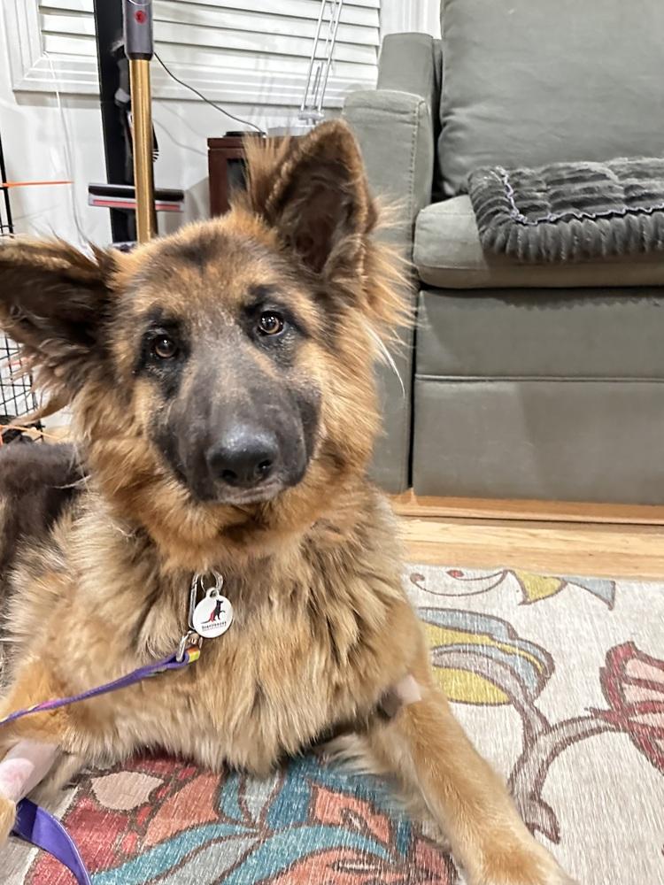 Enlarge Ambra, a Adoptable German Shepherd Dog in Palo Alto, CA image 3/6