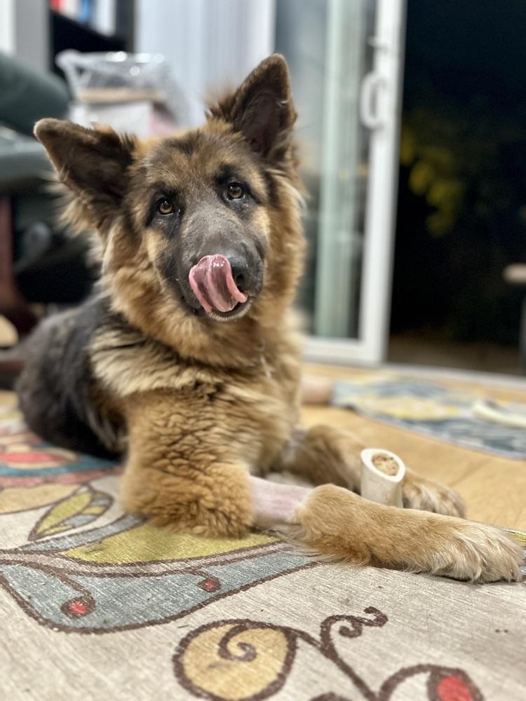 Enlarge Ambra, a Adoptable German Shepherd Dog in Palo Alto, CA image 4/6