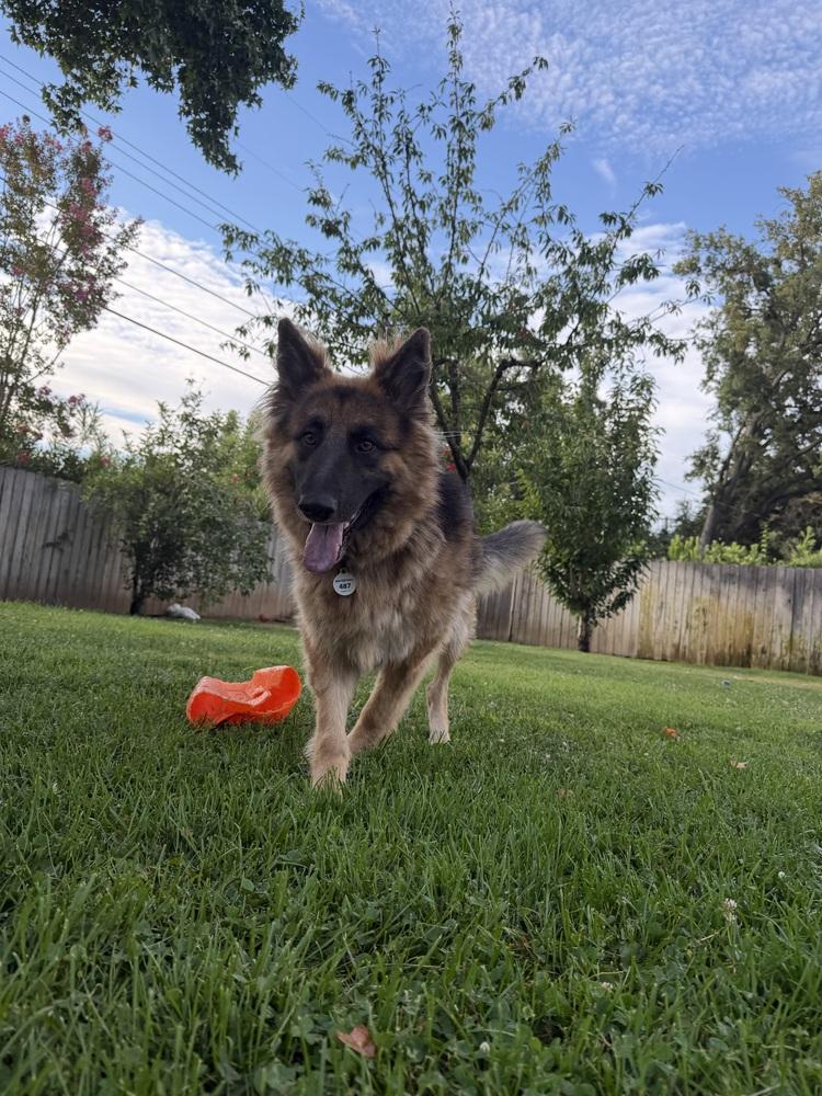Ambra, a Adopted German Shepherd Dog in Sacramento, CA image 4/6