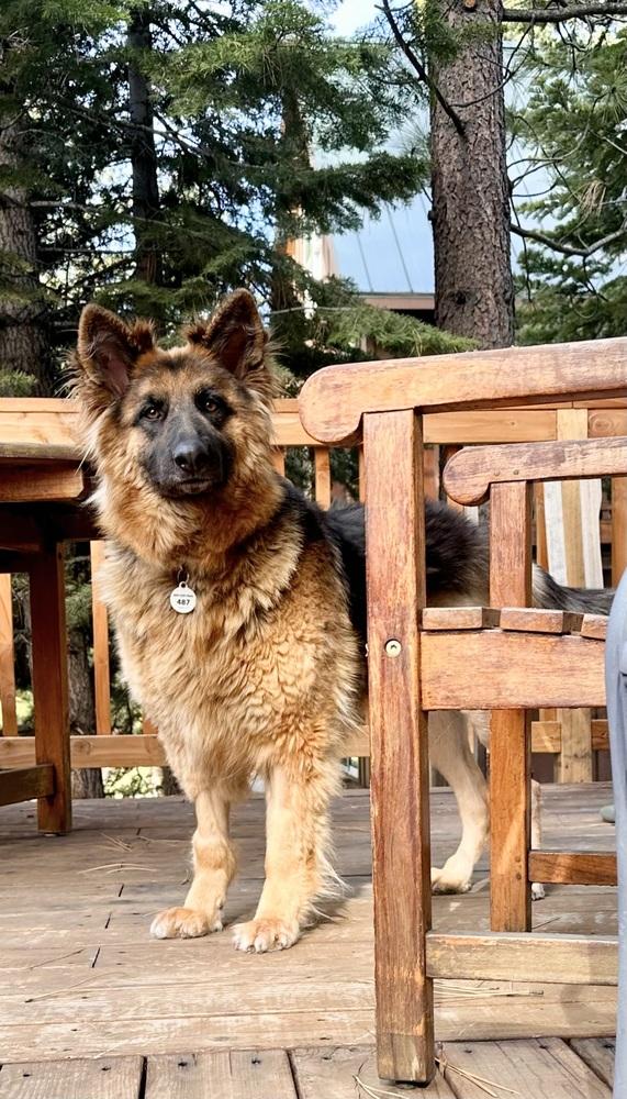 Enlarge Ambra, a Adoptable German Shepherd Dog in Sacramento, CA image 6/6