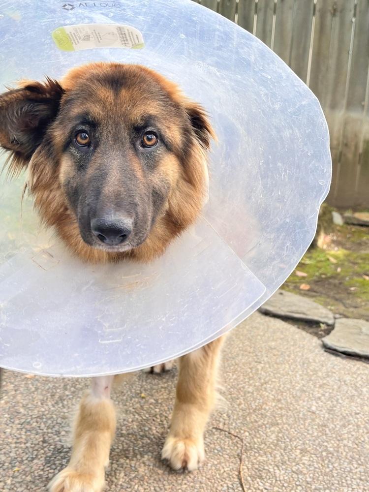 Enlarge Ambra, a Adoptable German Shepherd Dog in Palo Alto, CA image 6/6