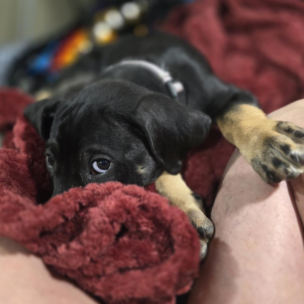 Enlarge 528 (2026) Cici, a Adoptable mixed breed in Parker, CO image 2/5