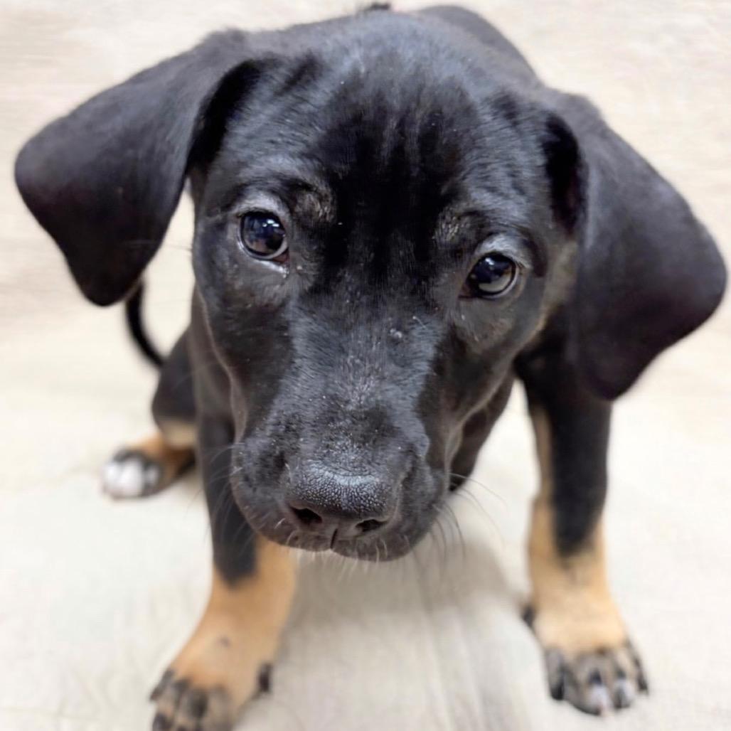 Enlarge 528 (2026) Cici, a Adoptable mixed breed in Parker, CO image 5/5