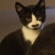 Charlie, ADOPTABLE, Kitten Male Tuxedo.