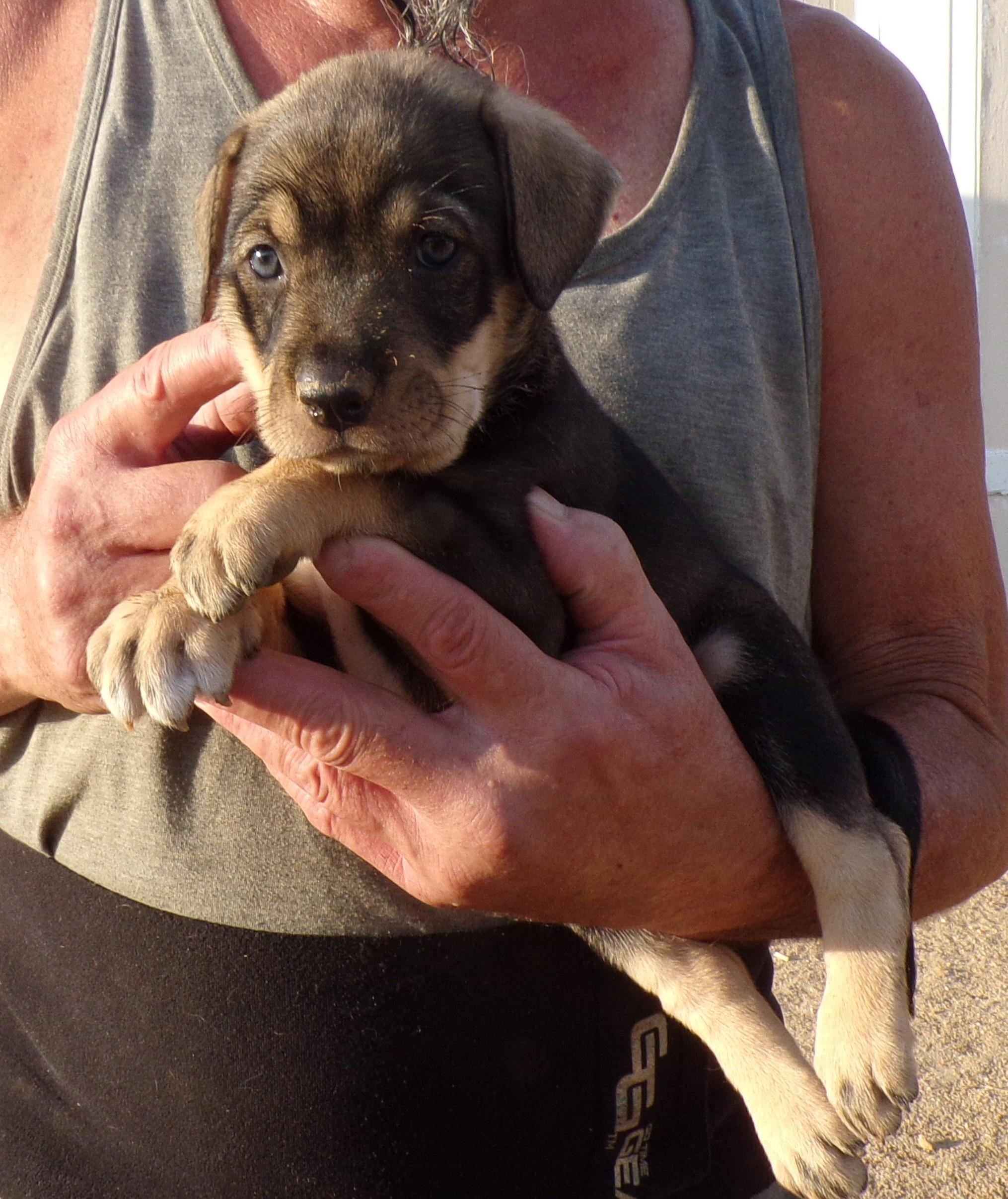 HEATHER, ADOPTABLE, Puppy Female Labrador Retriever & Shepherd.