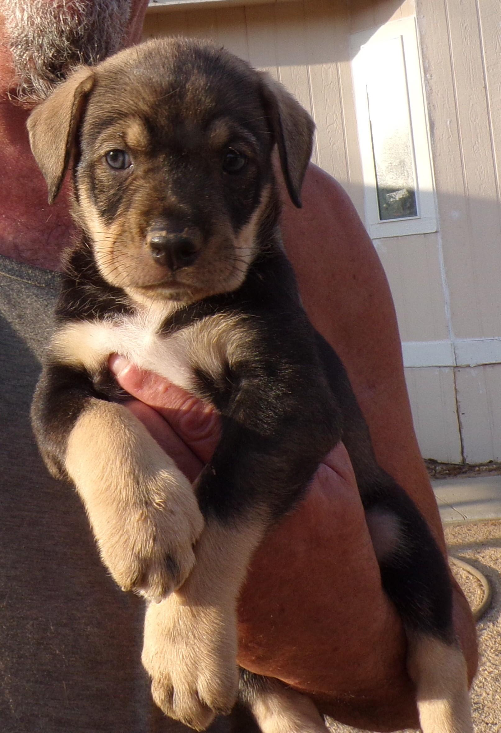HEATHER, a ADOPTABLE mixed breed in Corona, CA image 2/3