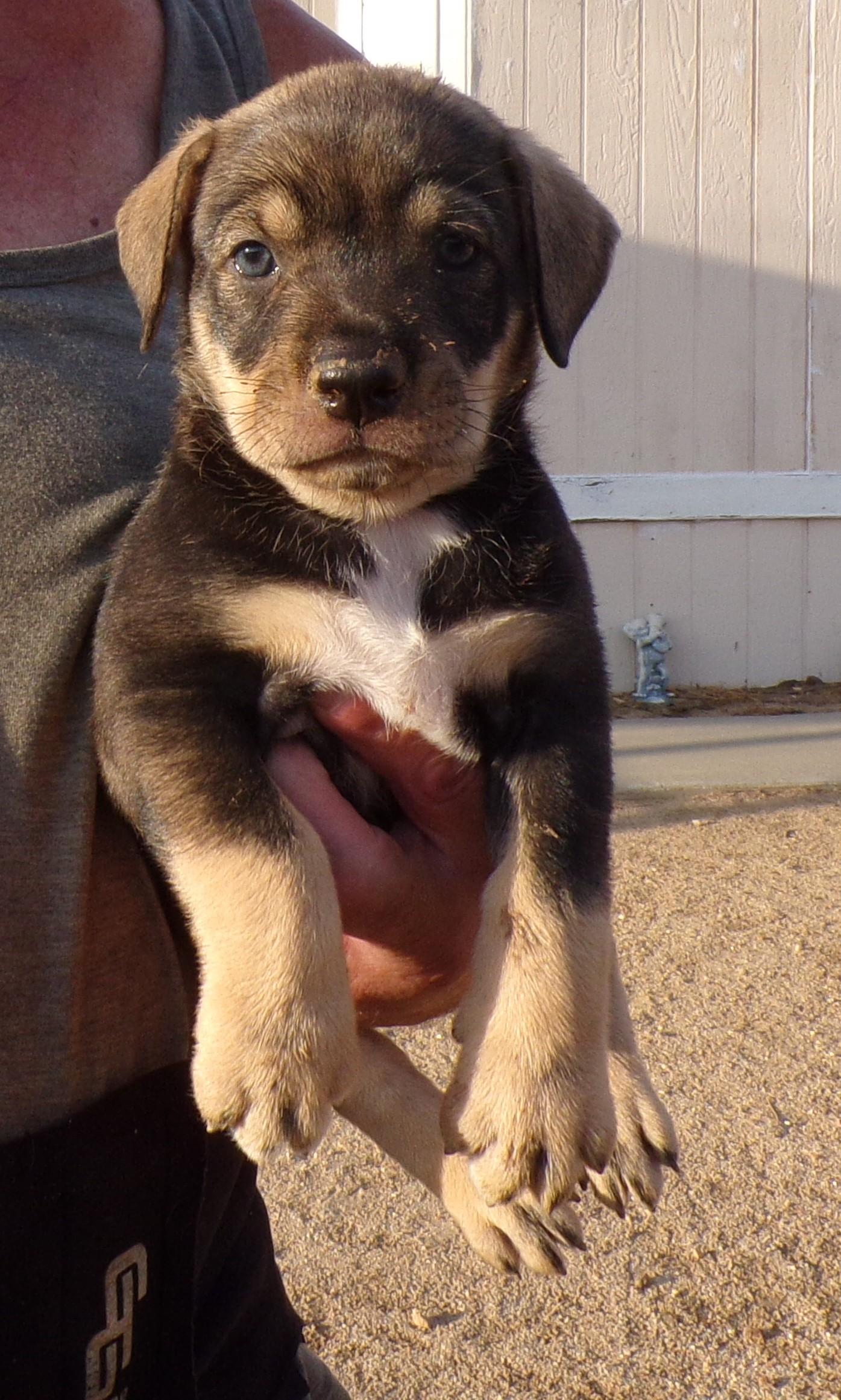 HEATHER, a ADOPTABLE mixed breed in Corona, CA image 3/3