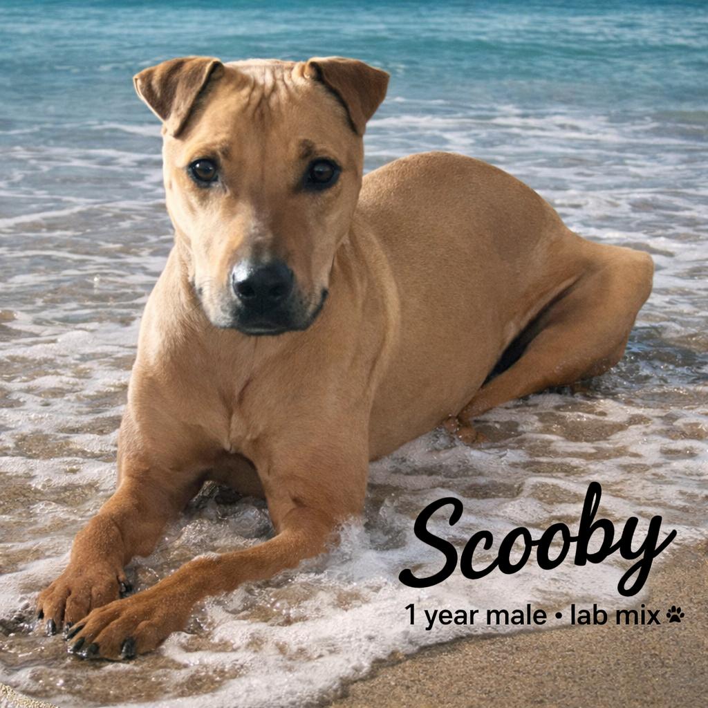 SCOOBY  – 1 YEAR MALE LABRADOR MIX @ PETCO, 5011 E. RAY ROAD, PHX 85044 ON SATURDAY, APRIL 4TH, 11–2, ADOPTABLE, Adult Male Labrador Retriever.