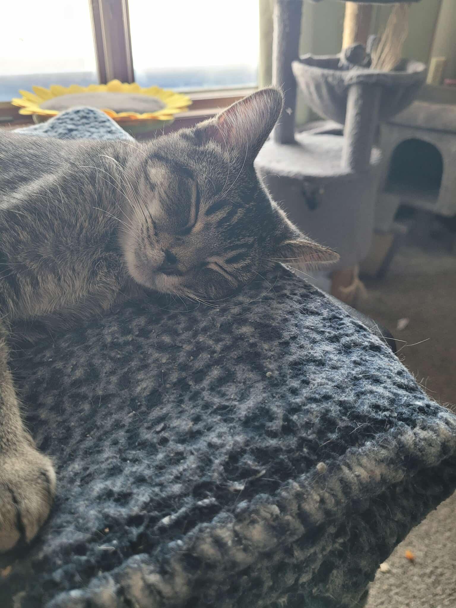 Enlarge Indy, a Adoptable Domestic Short Hair in Alexandria, MN image 1/3