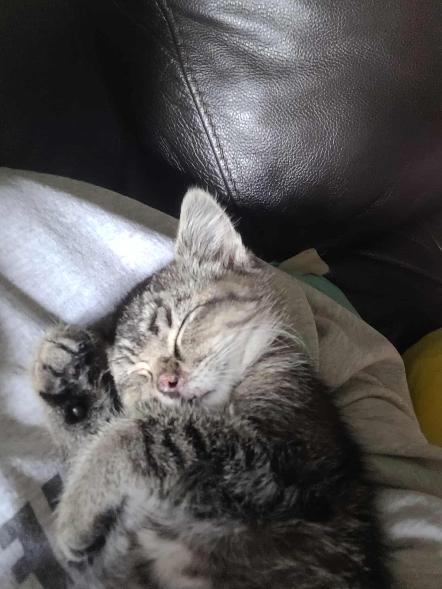 Enlarge Indy, a Adoptable Domestic Short Hair in Alexandria, MN image 2/3