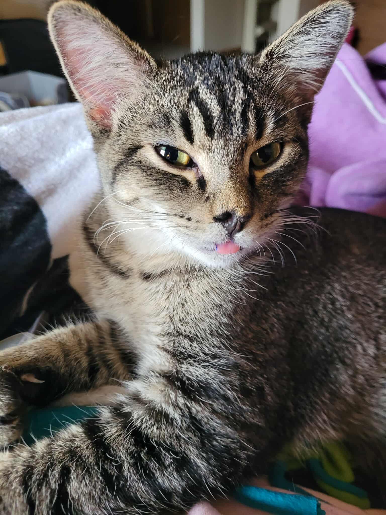 Enlarge Indy, a Adoptable Domestic Short Hair in Alexandria, MN image 3/3