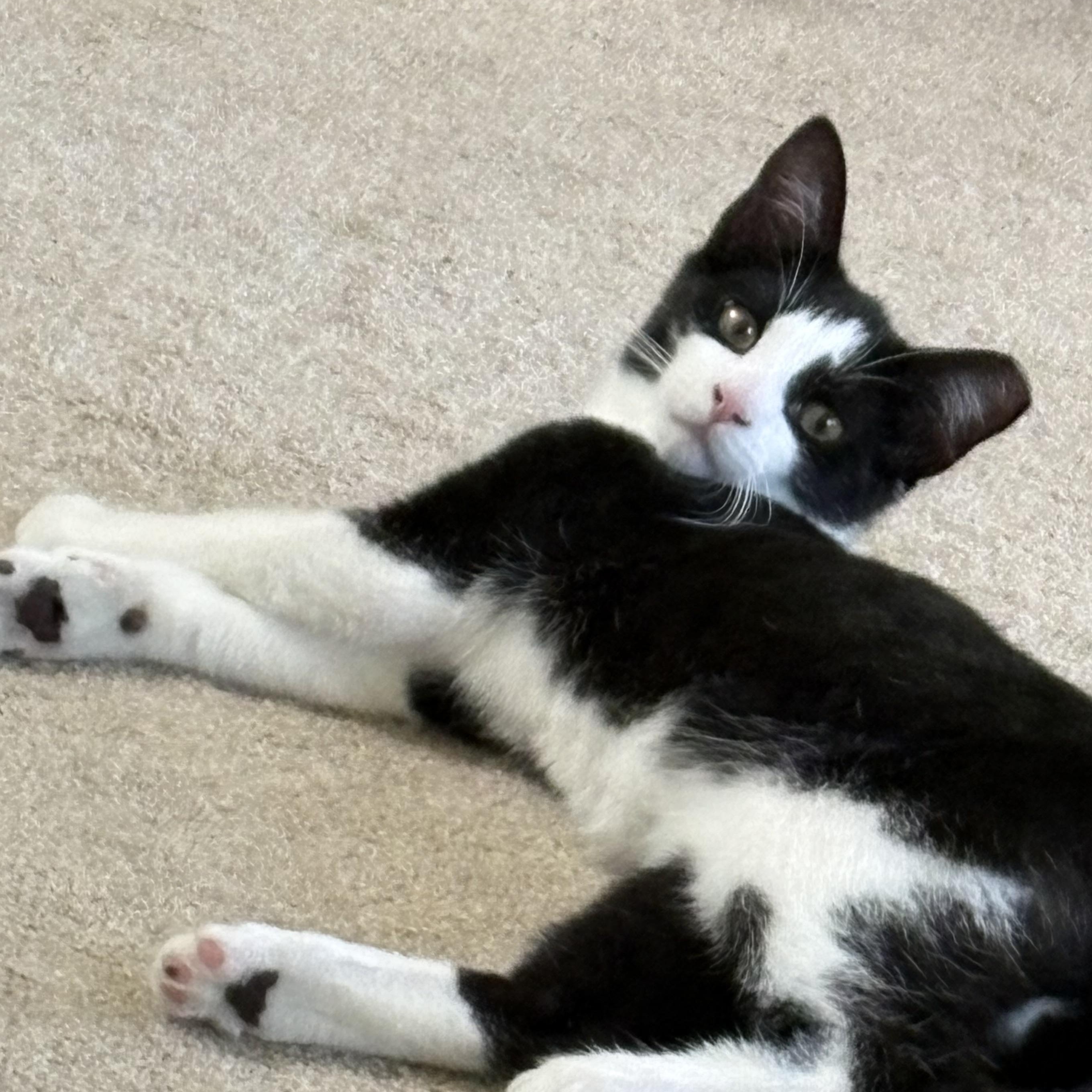 Enlarge Garth, a Adoptable Domestic Short Hair in Beaufort, SC image 3/6