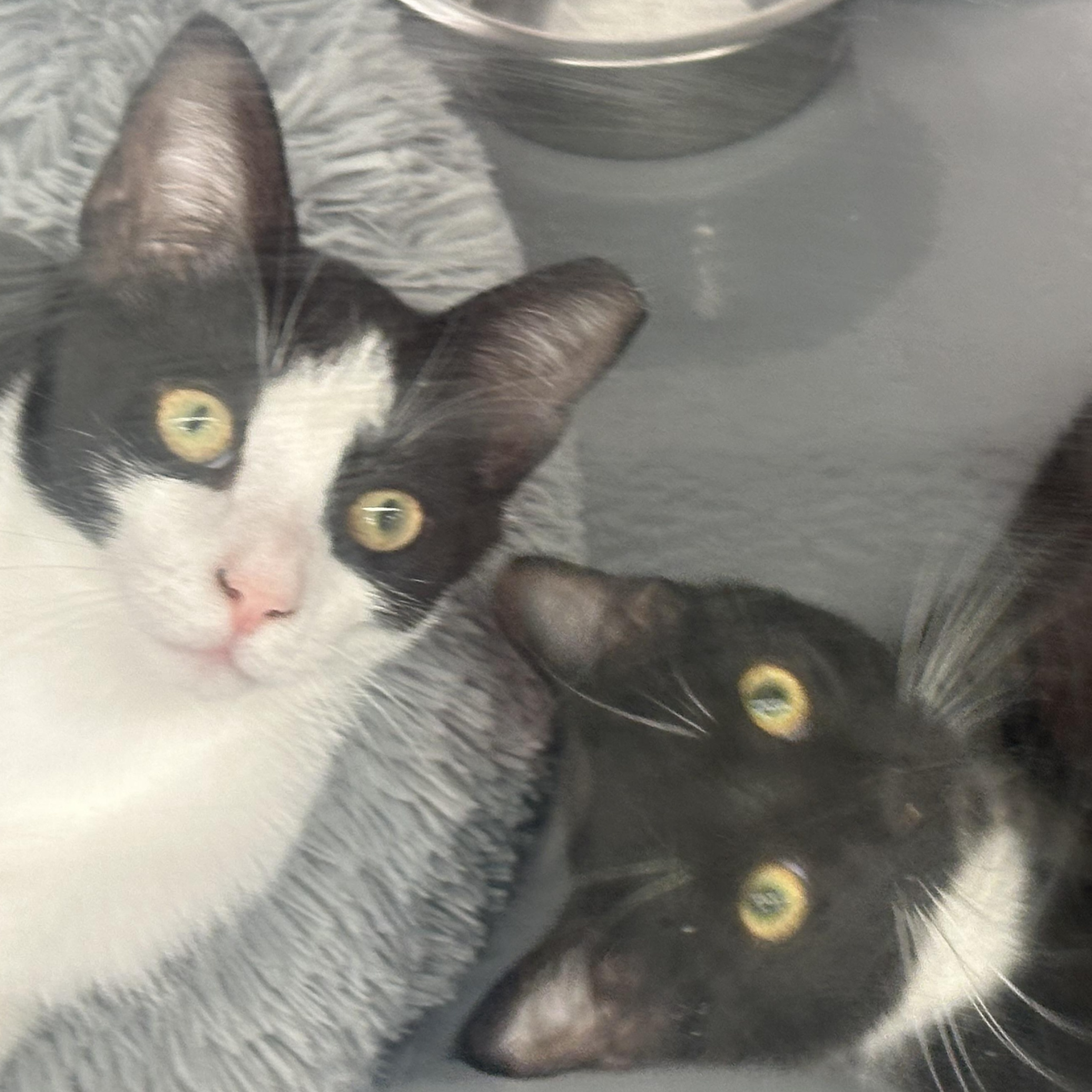 Garth, a Adoptable Domestic Short Hair in Beaufort, SC image 5/6