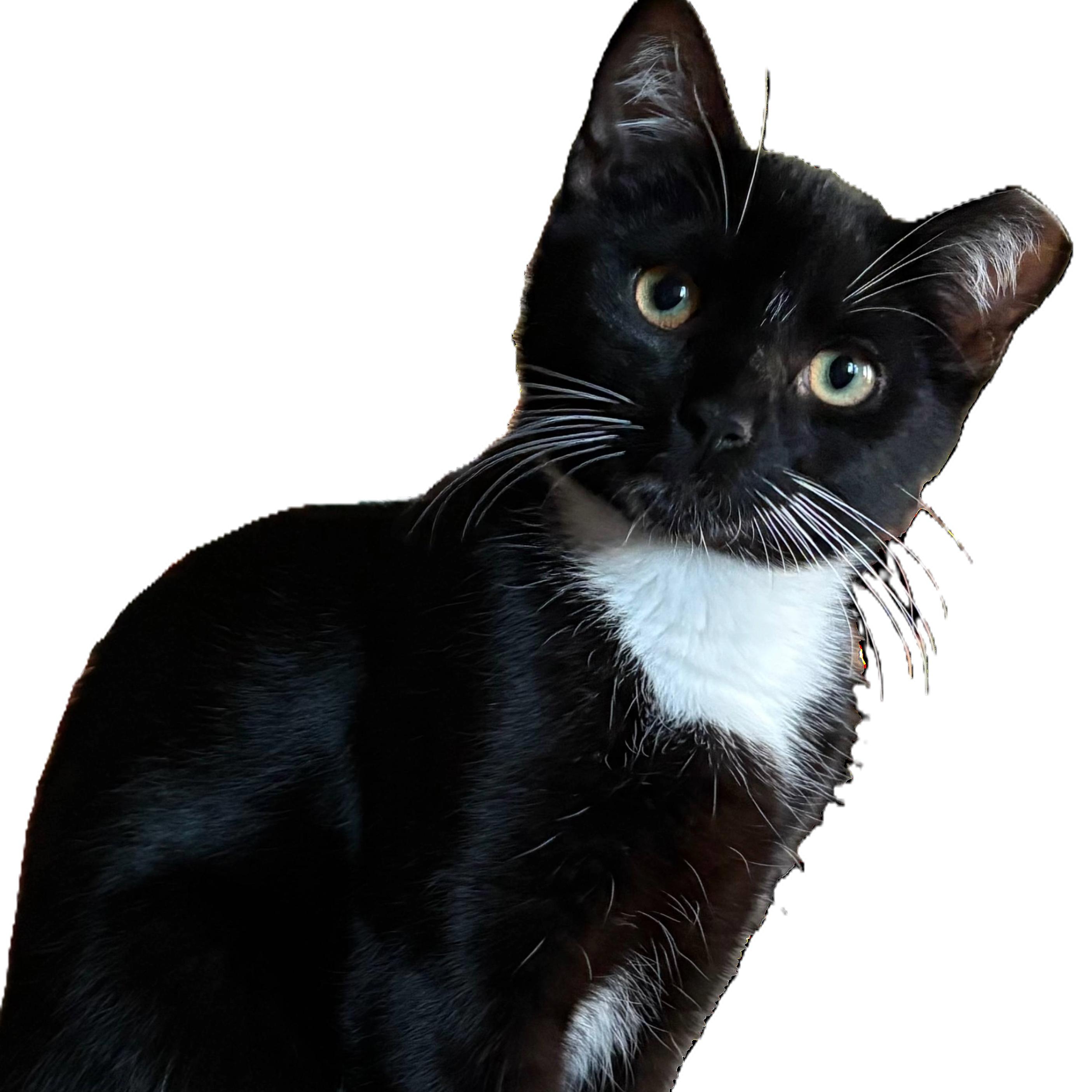 Enlarge Garth, a Adoptable Domestic Short Hair in Beaufort, SC image 2/6