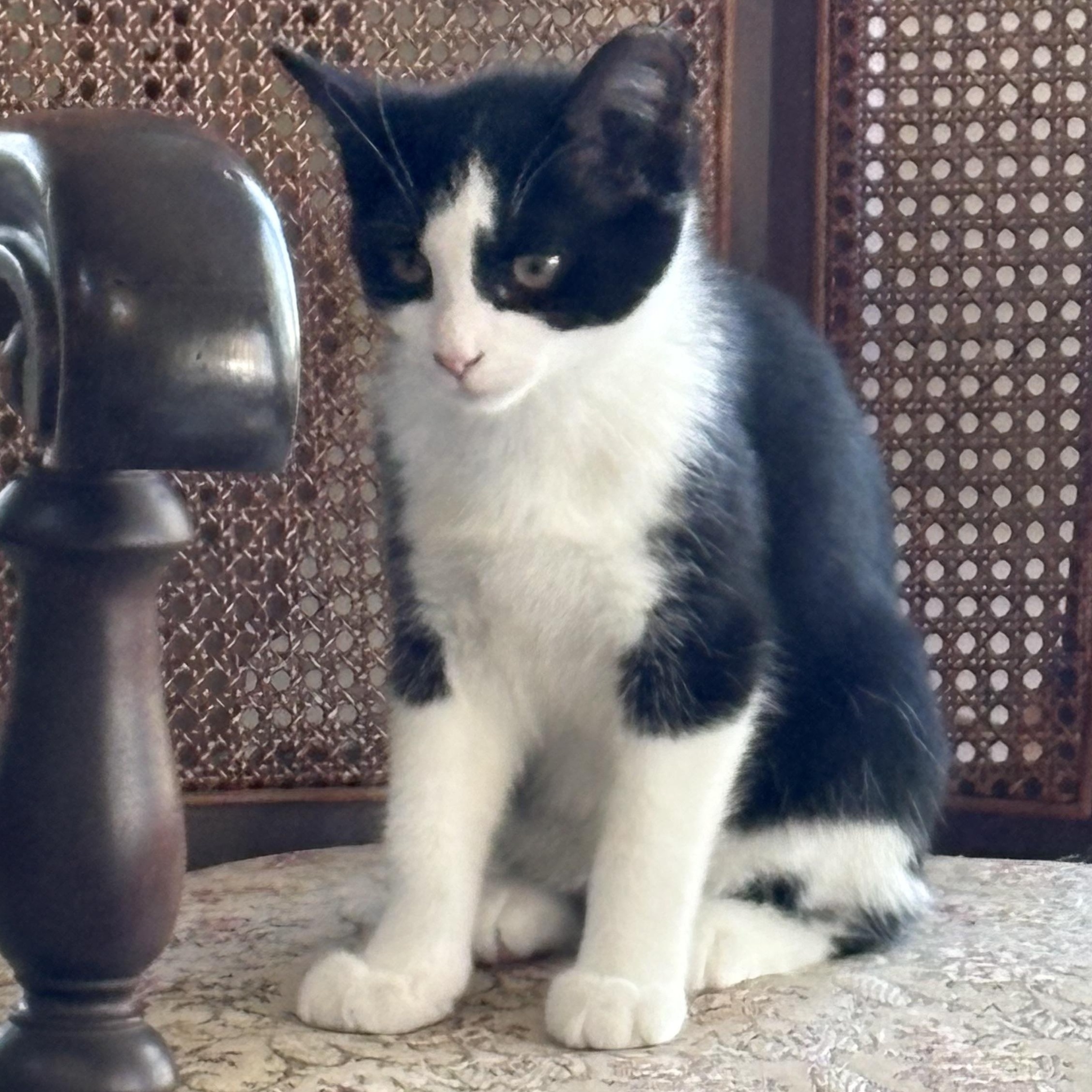 Enlarge Garth, a Adoptable Domestic Short Hair in Beaufort, SC image 4/6