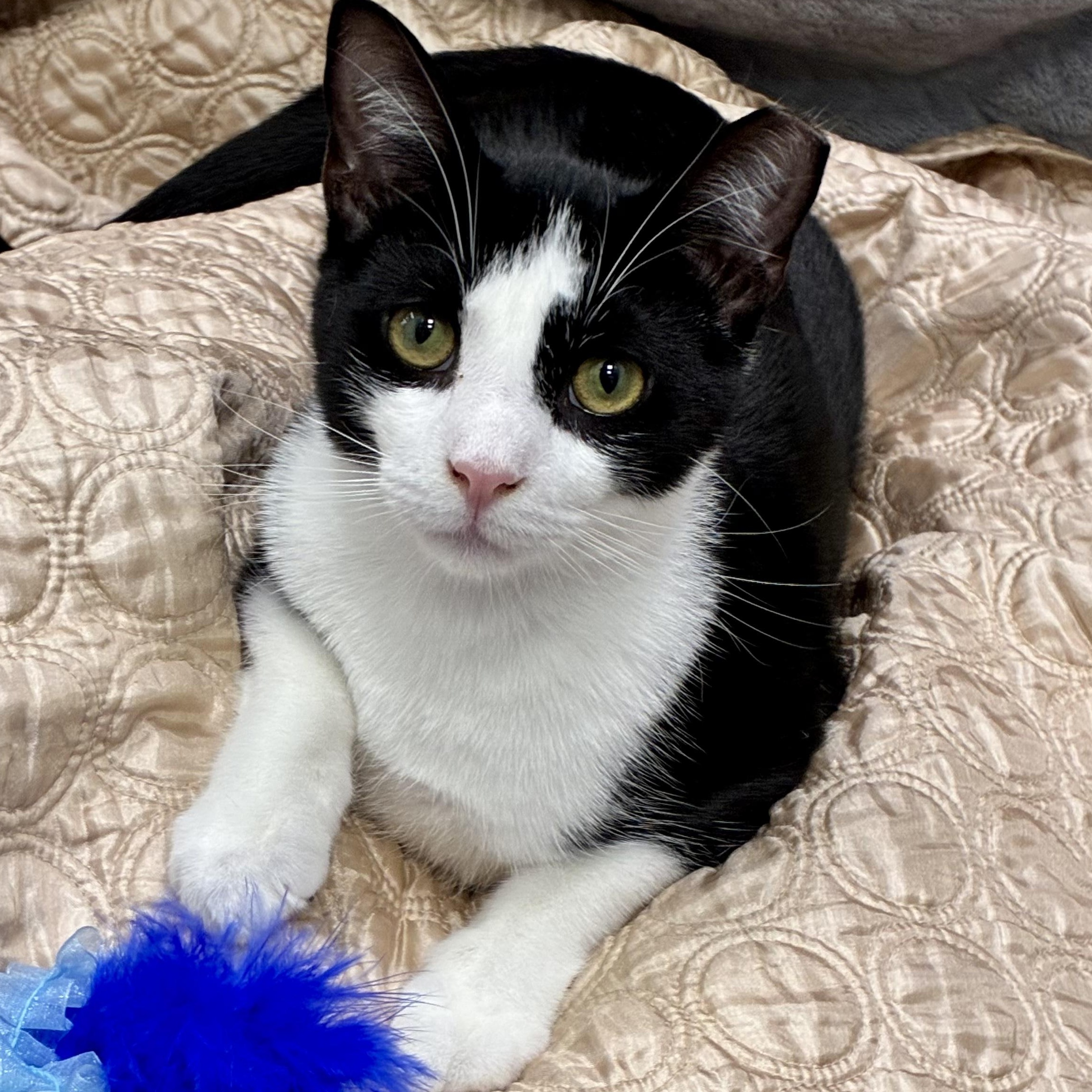Garth, Adoptable, Kitten Male Domestic Short Hair.