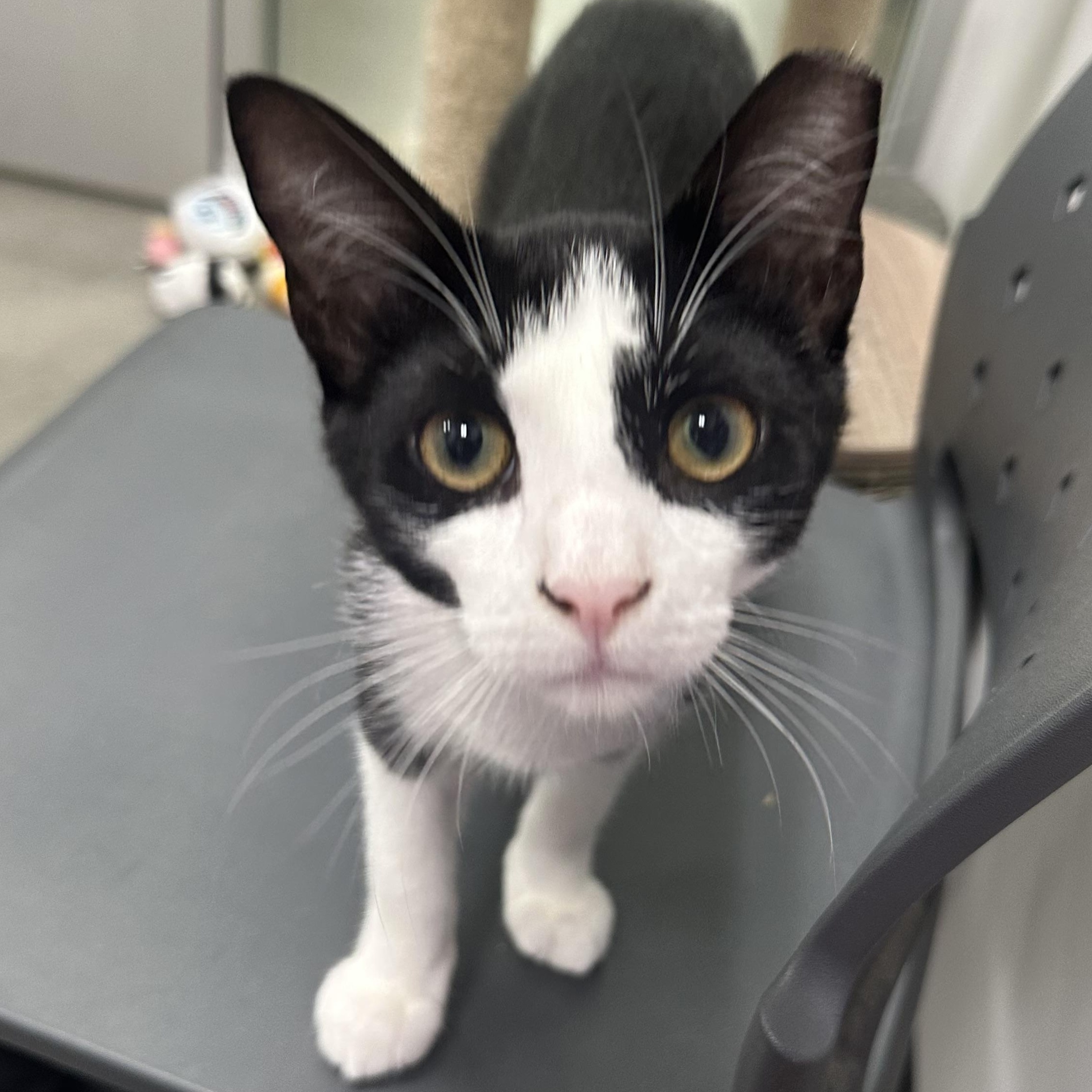 Garth, a Adoptable Domestic Short Hair in Beaufort, SC image 1/6