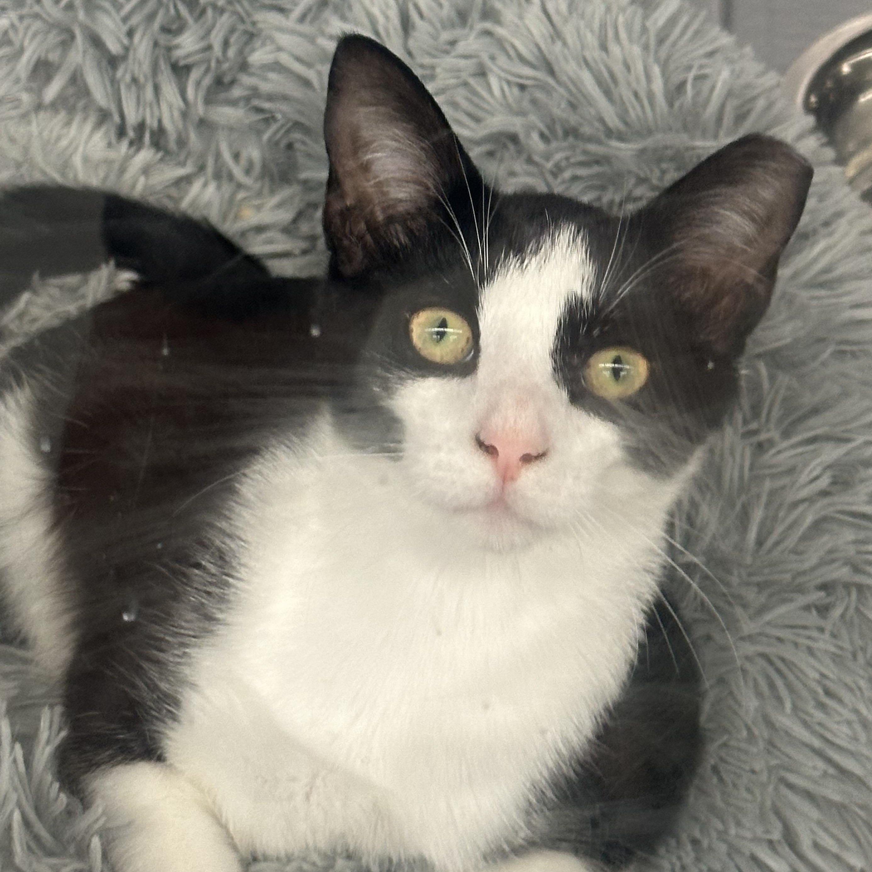 Garth, Adoptable, Kitten Male Domestic Short Hair.