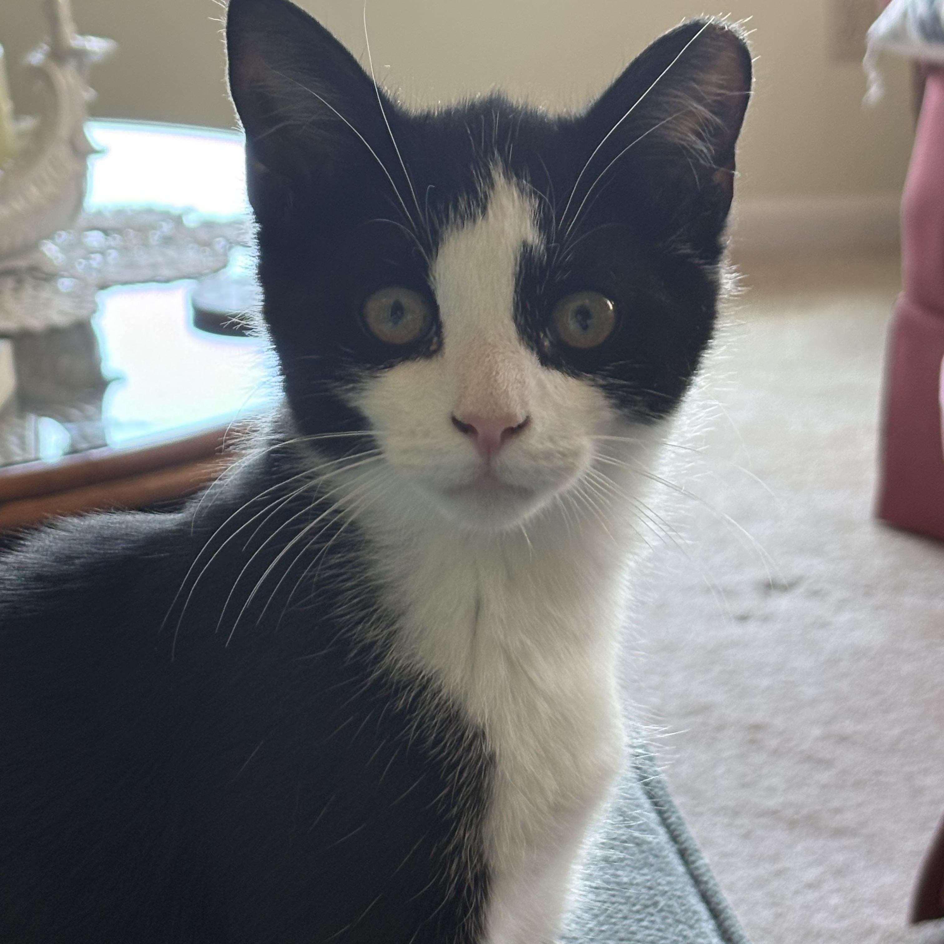Enlarge Garth, a Adoptable Domestic Short Hair in Beaufort, SC image 1/4