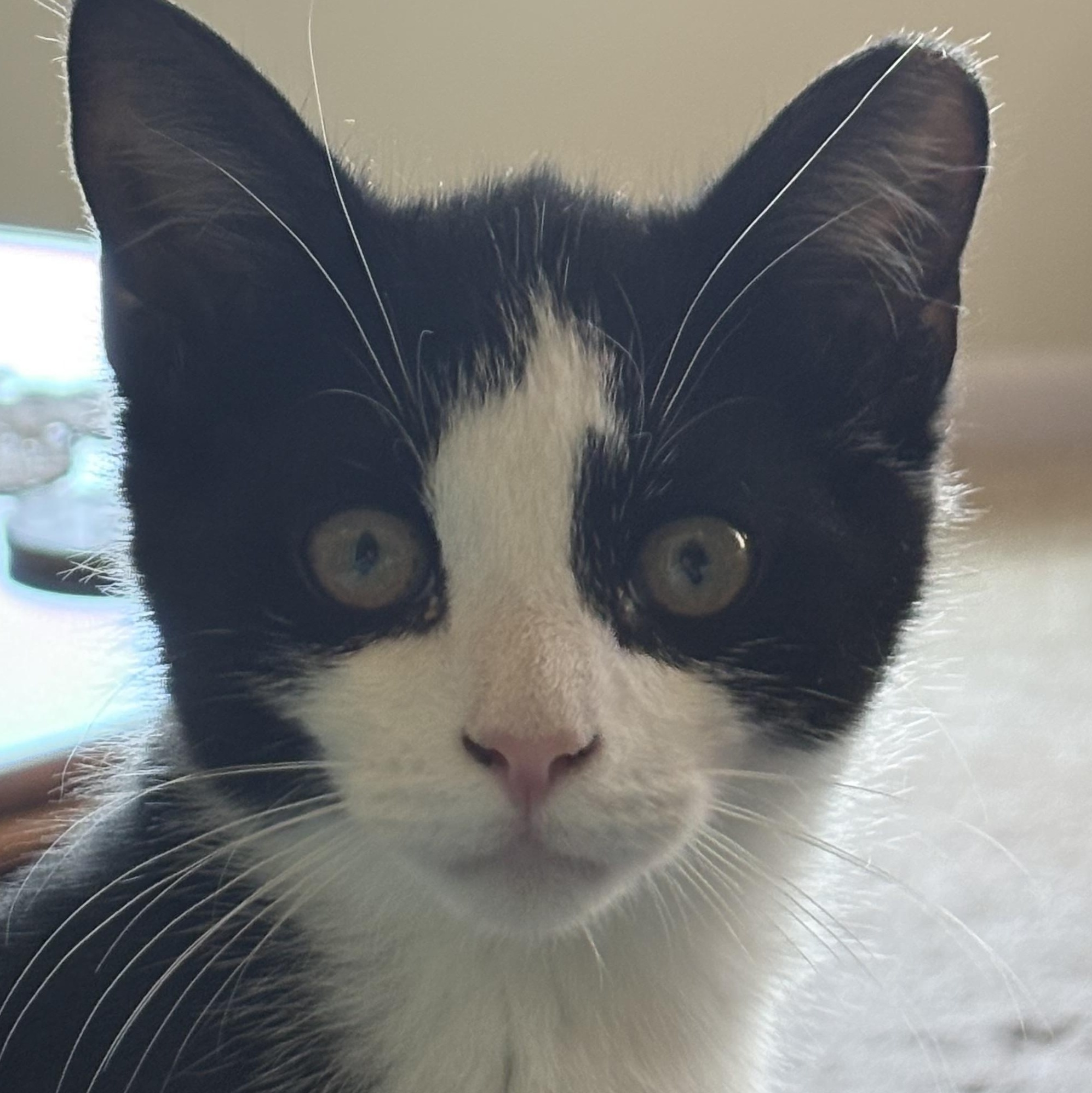 Enlarge Garth, a Adoptable Domestic Short Hair in Beaufort, SC image 1/6