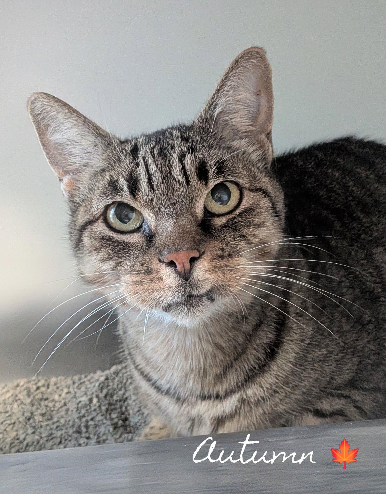 Enlarge Autumn, a Adoptable Domestic Short Hair in Flint, MI image 1/1