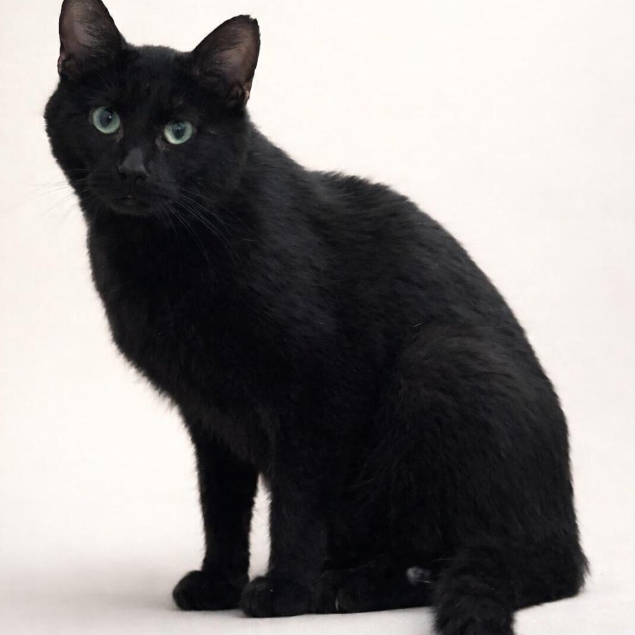 Enlarge Baylor, a ADOPTABLE Domestic Short Hair in Rixeyville, VA image 1/4