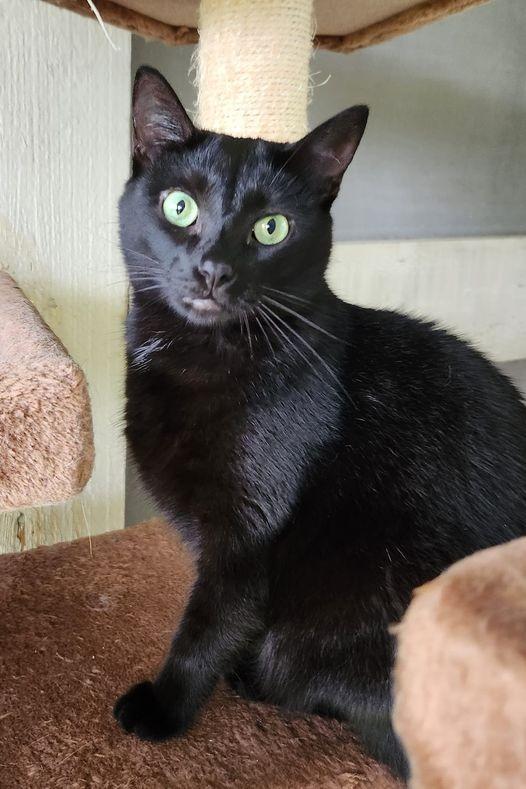 Kuro, Adoptable, Adult Female Domestic Short Hair.