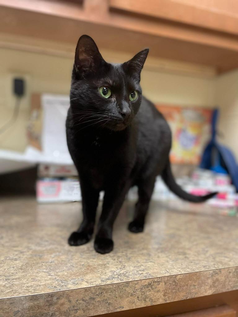 Enlarge Kuro, a Adoptable mixed breed in Hamilton, OH image 2/4