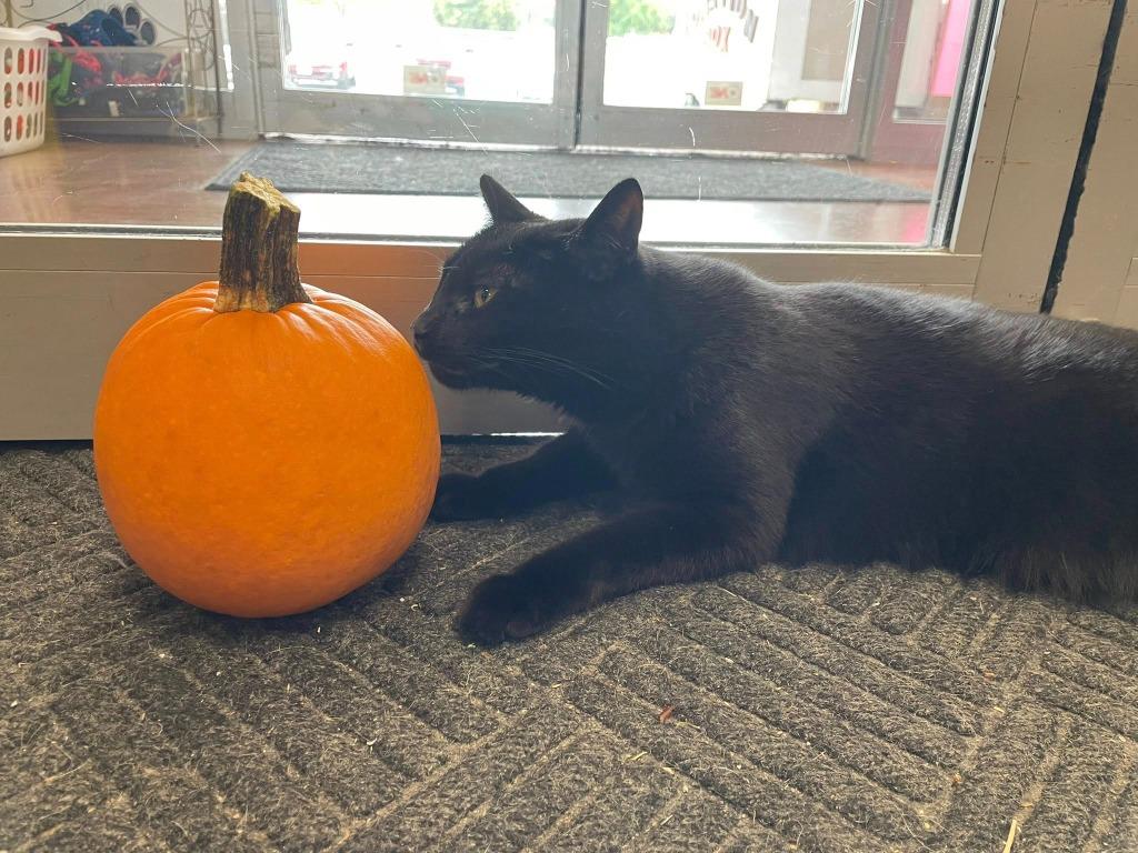 Kuro, a Adoptable mixed breed in Hamilton, OH image 3/3