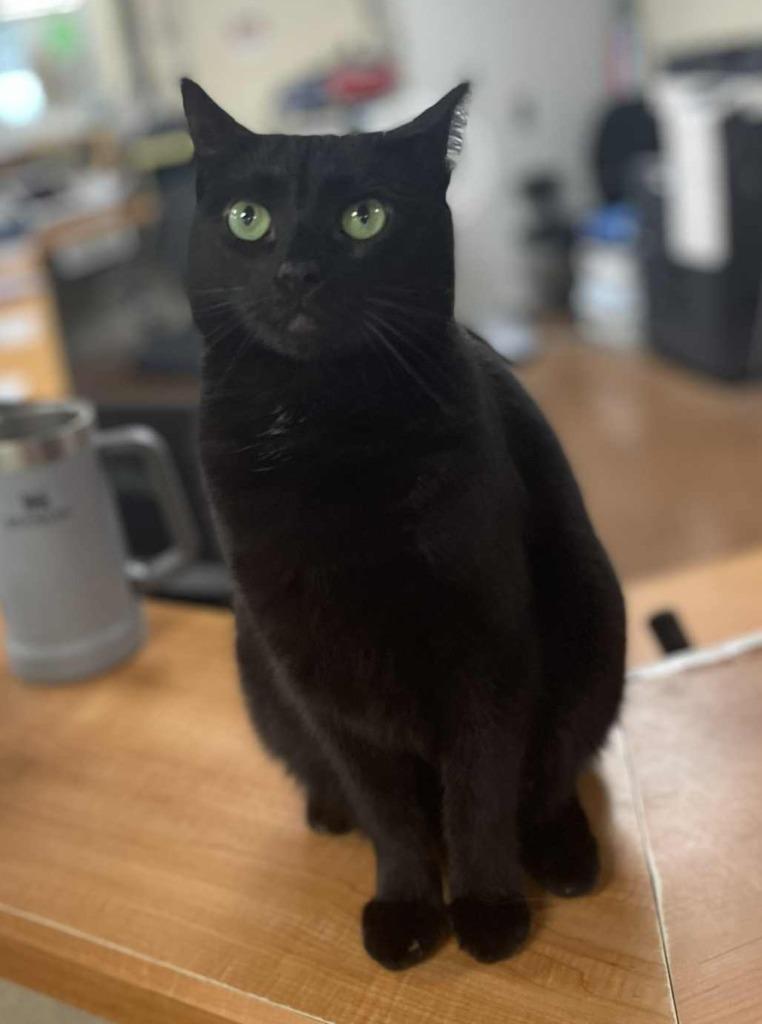 Enlarge Kuro, a Adoptable mixed breed in Hamilton, OH image 3/3