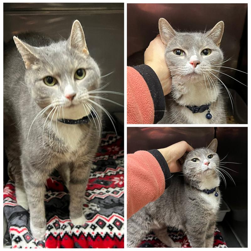 JJ, adopted, Adult Male Domestic Short Hair.