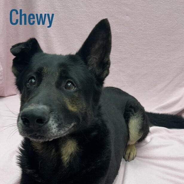 Chewy