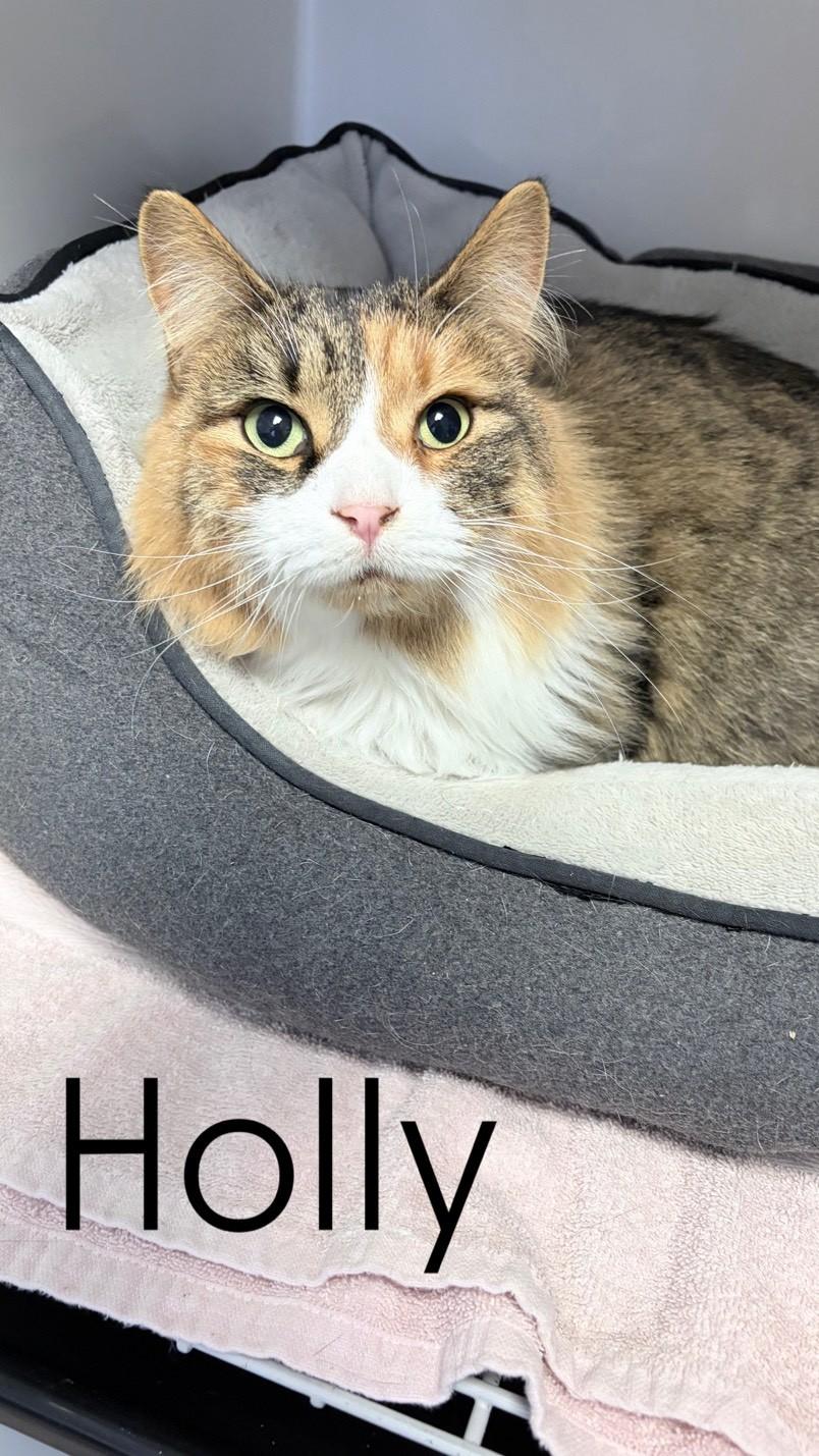 Enlarge Holly, a ADOPTABLE American Bobtail in Orleans, VT image 1/1