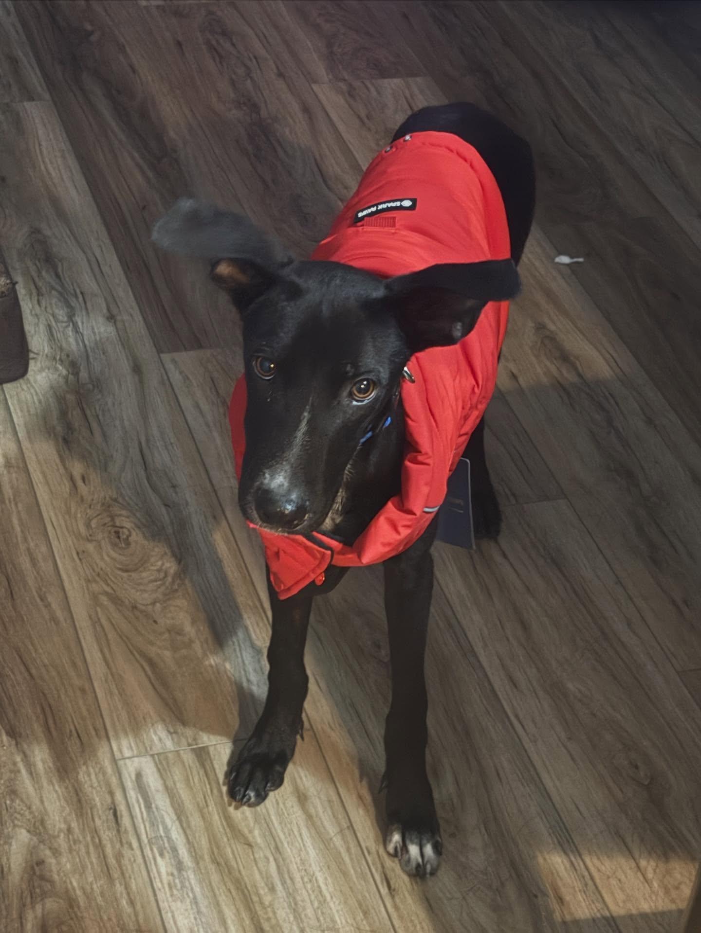 Enlarge Caden, an adopted mixed breed in Gilbertsville , PA image 5/6