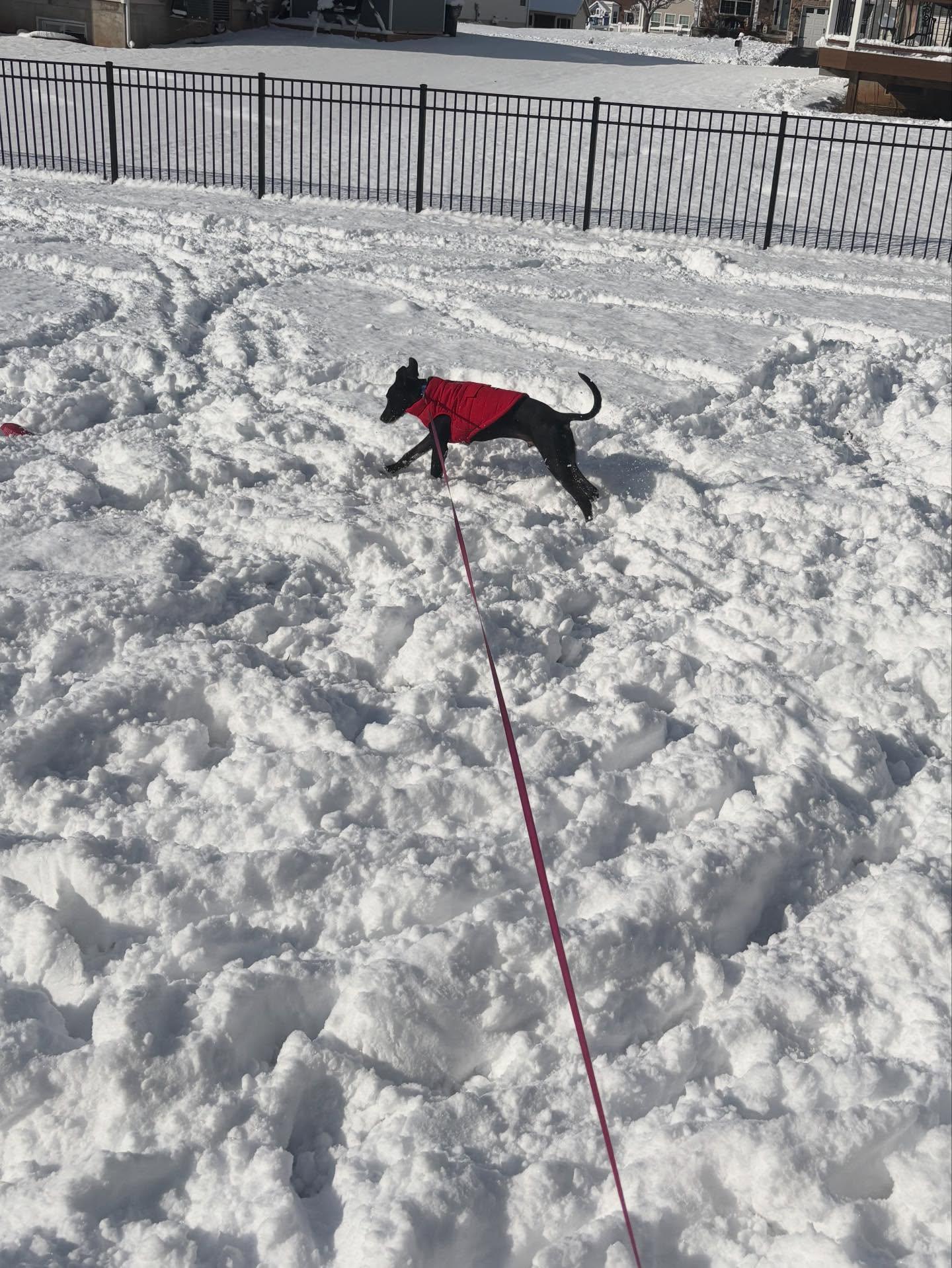 Enlarge Caden, an adopted mixed breed in Gilbertsville , PA image 6/6