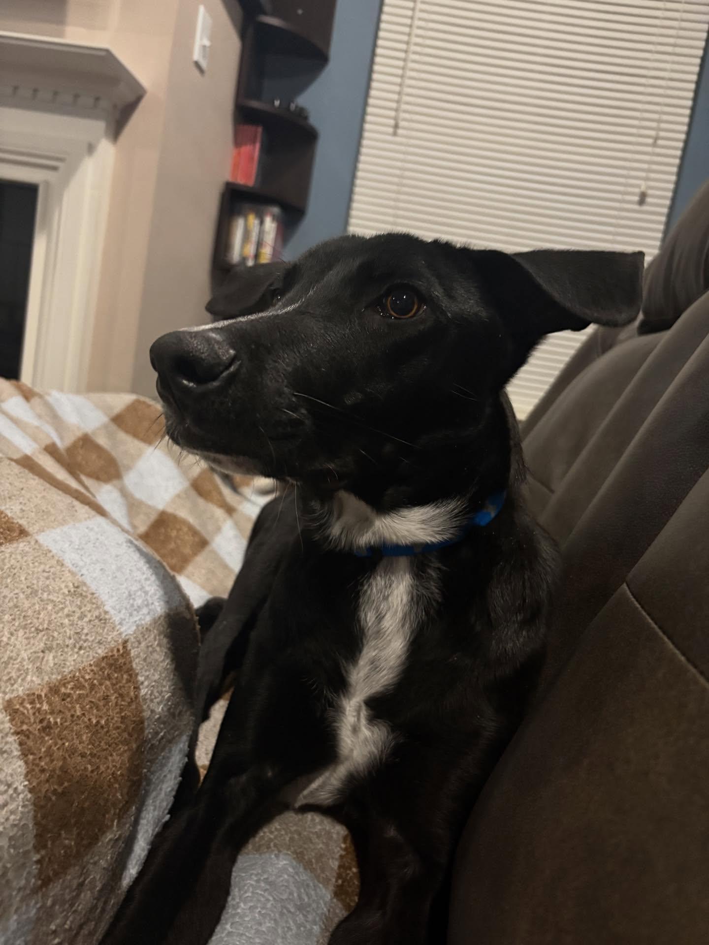 Enlarge Caden, an adopted mixed breed in Gilbertsville , PA image 3/6