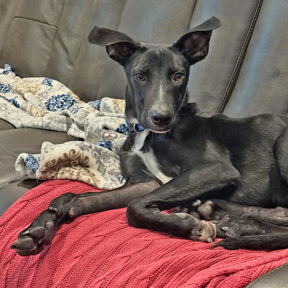 Enlarge Caden, an adopted mixed breed in Gilbertsville , PA image 1/6