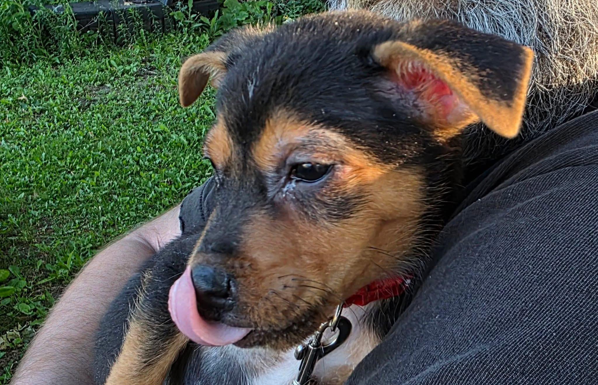 Pluto the Peculiar Cattle Dog Mix!