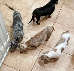 Paisley Petalite, a Adopted Dachshund in Houston, TX image 1/3