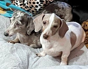 Paisley Petalite, a Adopted Dachshund in Houston, TX image 2/3