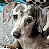 Paisley Petalite, a Adopted Dachshund in Houston, TX image 3/3