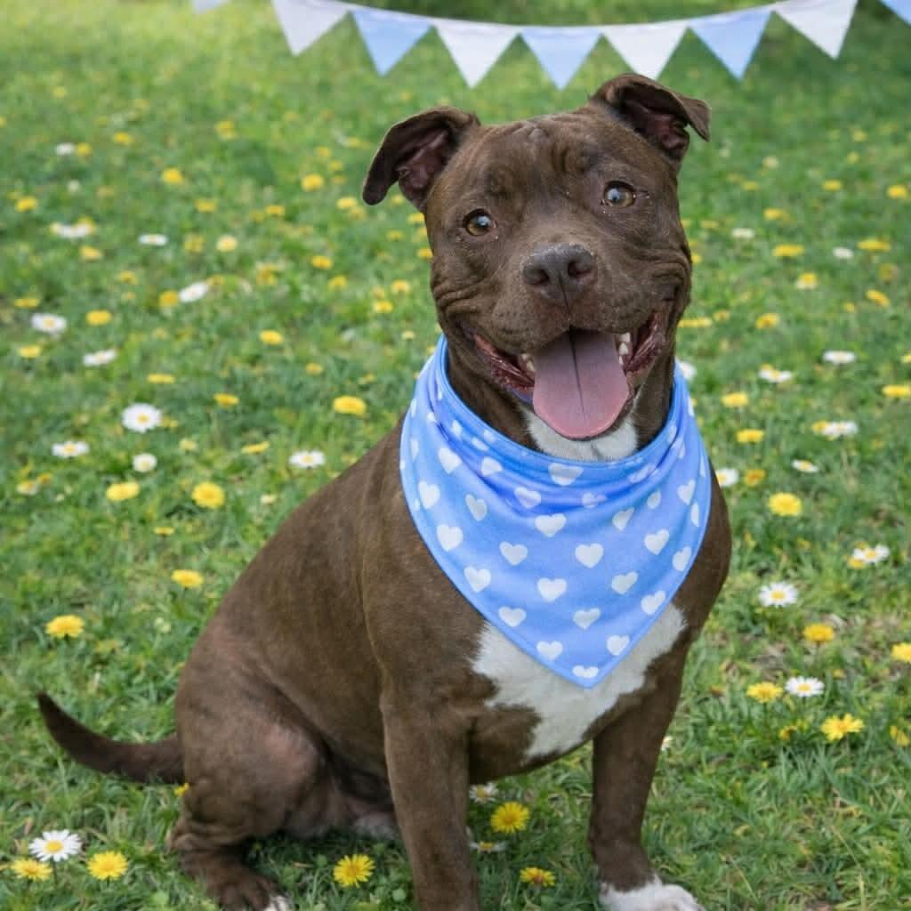 Enlarge Honey Almond, a Adoptable mixed breed in Allen, TX image 5/5
