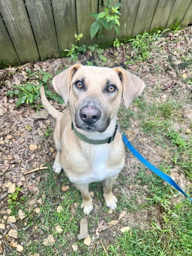 Kevin, ADOPTABLE, Young Male Black Mouth Cur & Shepherd.