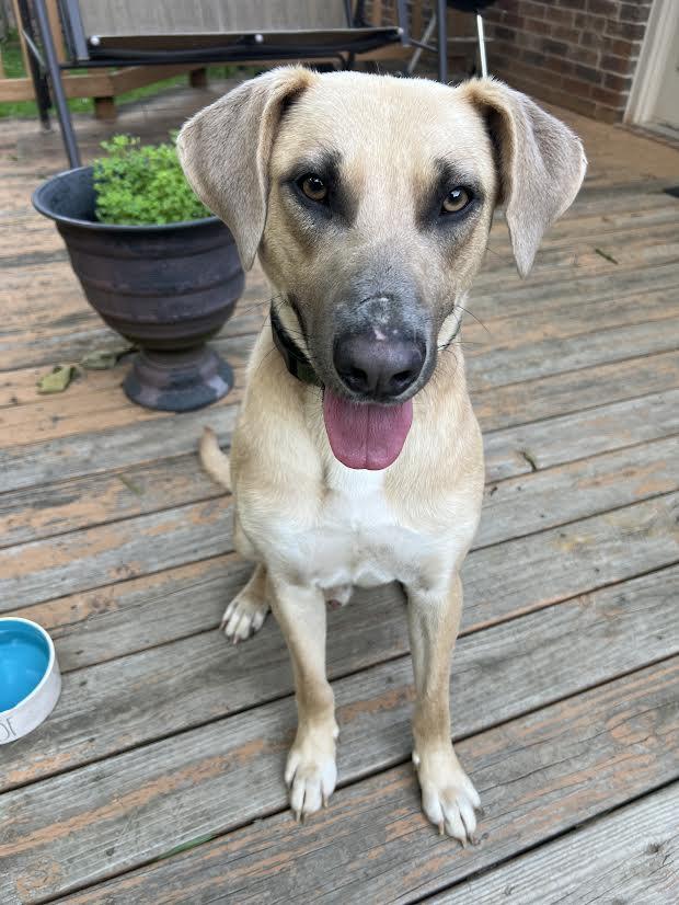Enlarge Kevin, a ADOPTABLE mixed breed in Austin, AR image 4/6