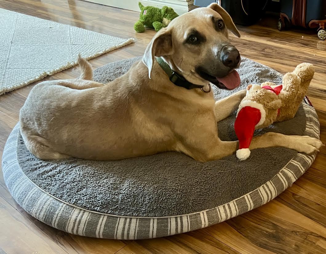 Enlarge Kevin, a ADOPTABLE mixed breed in Austin, AR image 3/6