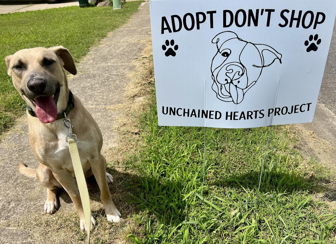 Enlarge Kevin, a ADOPTABLE mixed breed in Austin, AR image 2/6