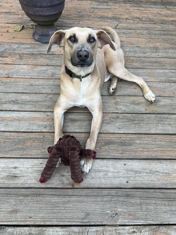 Enlarge Kevin, a ADOPTABLE mixed breed in Austin, AR image 5/6