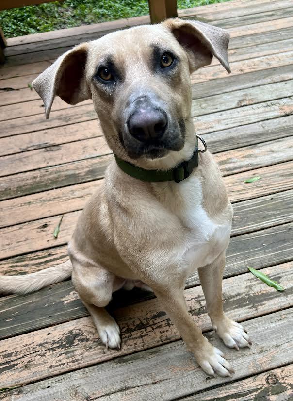 Enlarge Kevin, a ADOPTABLE mixed breed in Austin, AR image 6/6