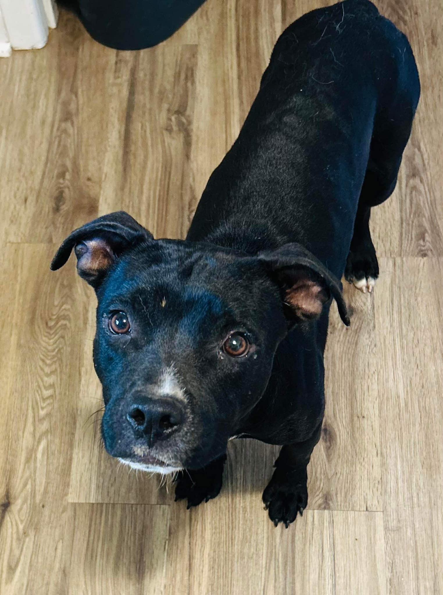 Blade, a Adoptable American Staffordshire Terrier in Dallas, TX image 1/2