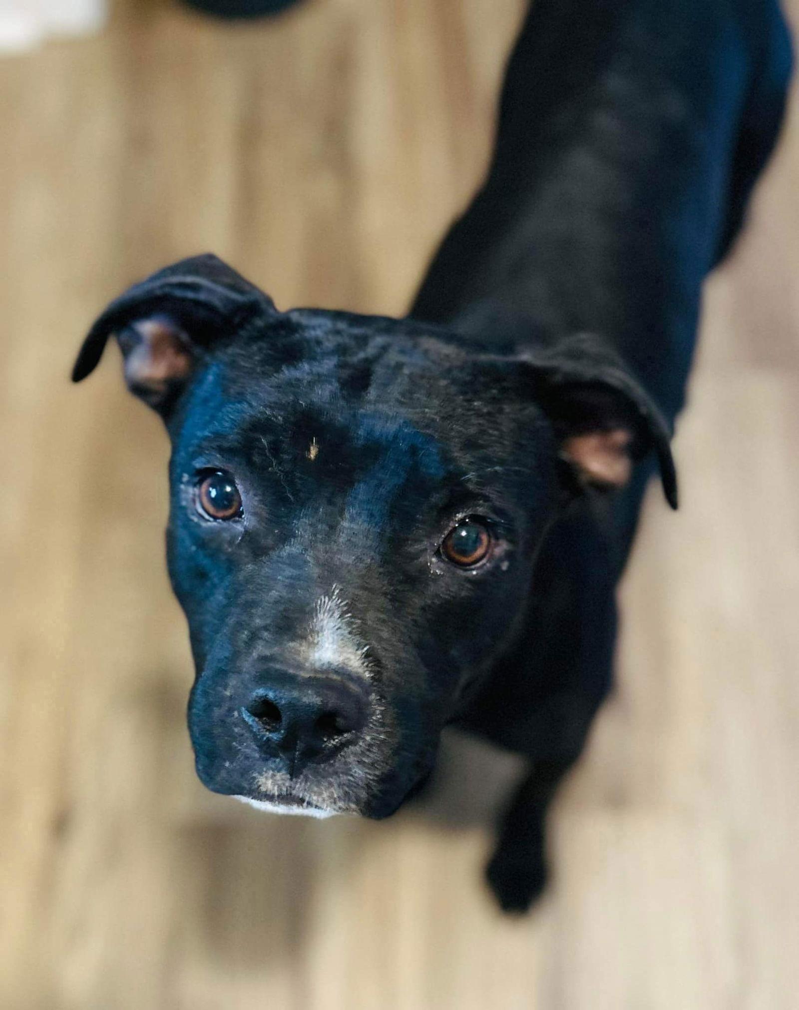 Blade, a Adoptable American Staffordshire Terrier in Dallas, TX image 2/2